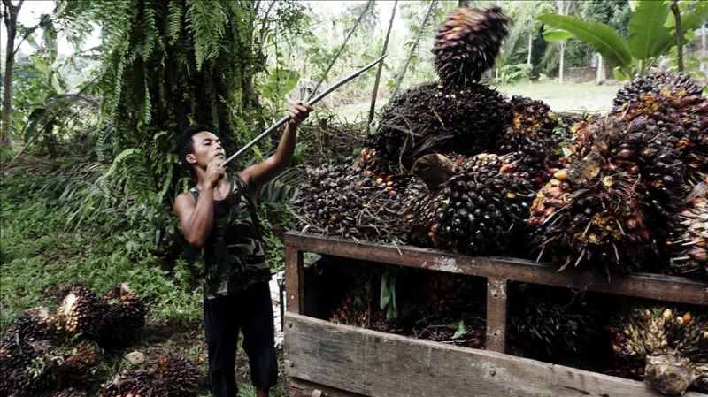 malaysia palm oil