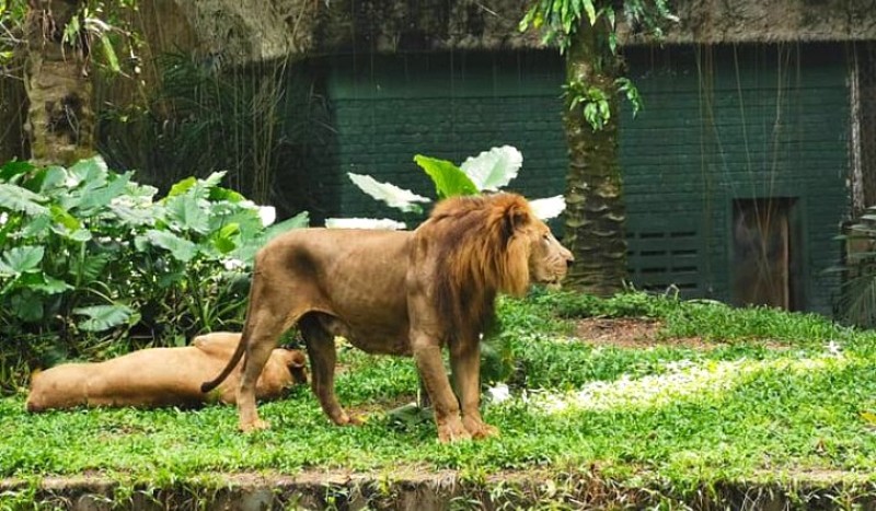Lion in Zoo